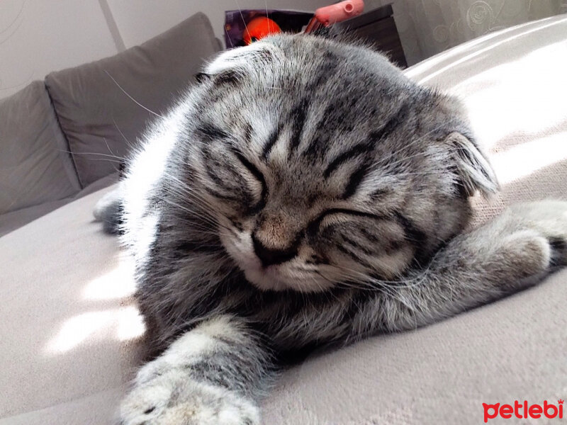 Scottish Fold, Kedi  Lena fotoğrafı