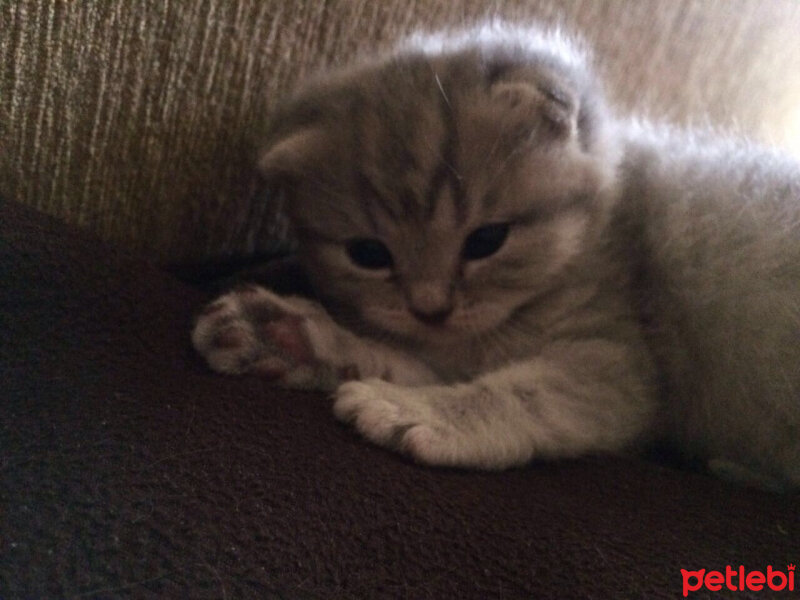 Scottish Fold, Kedi  Lena fotoğrafı