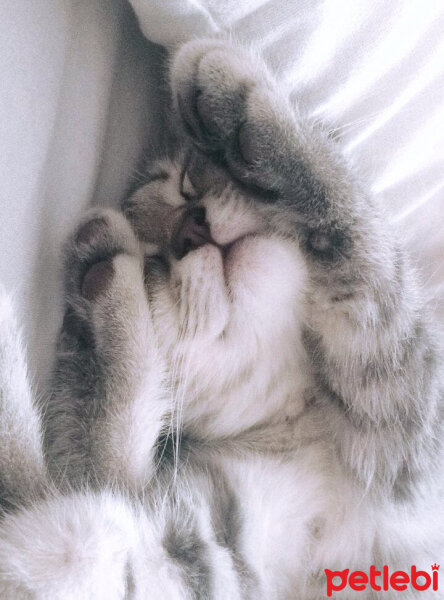 Scottish Fold, Kedi  Lena fotoğrafı