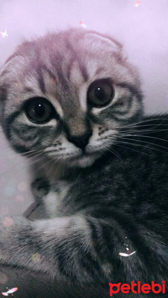 Scottish Fold, Kedi  Lena fotoğrafı