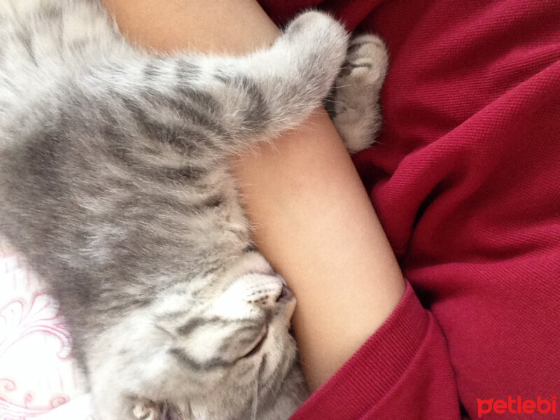 Scottish Fold, Kedi  Lena fotoğrafı