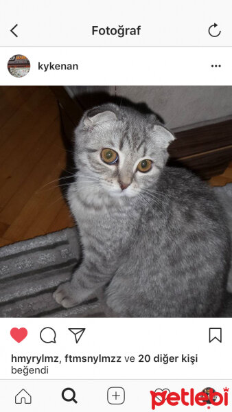 Scottish Fold, Kedi  Lena fotoğrafı