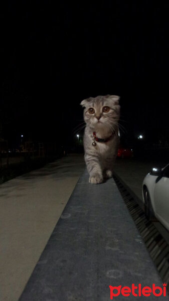 Scottish Fold, Kedi  Lena fotoğrafı