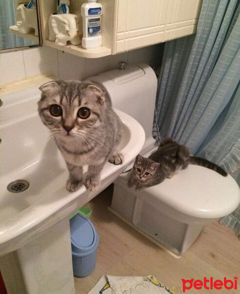 Scottish Fold, Kedi  Lena fotoğrafı