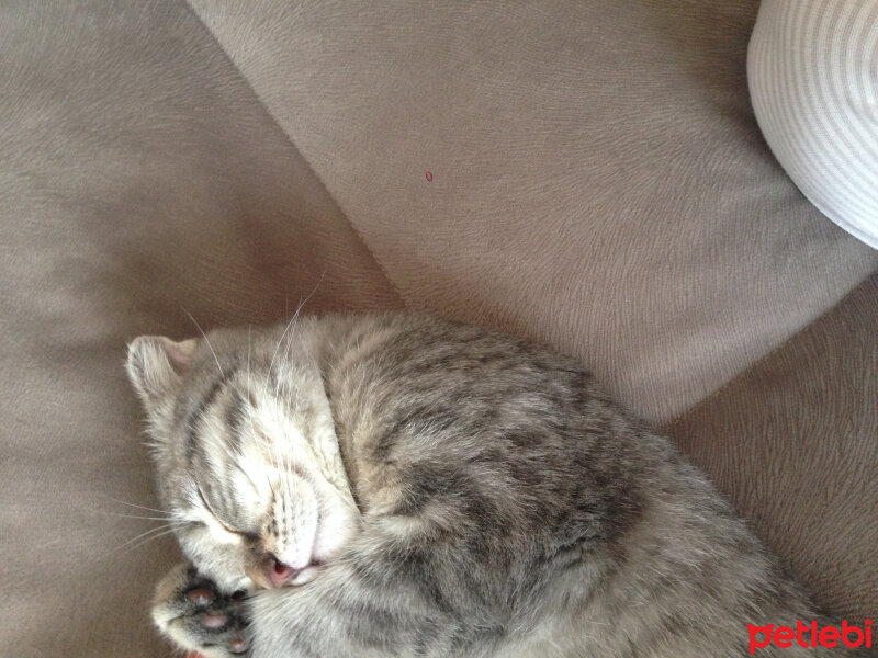 Scottish Fold, Kedi  Lena fotoğrafı