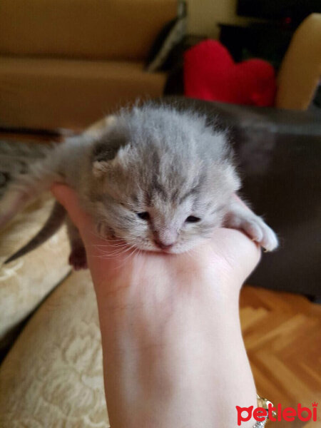 Scottish Fold, Kedi  Lena fotoğrafı