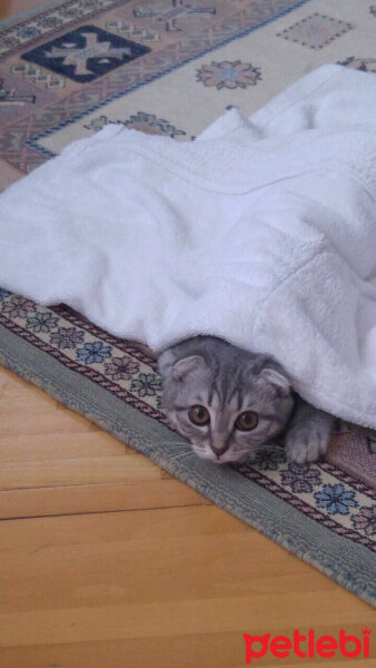 Scottish Fold, Kedi  Lena fotoğrafı