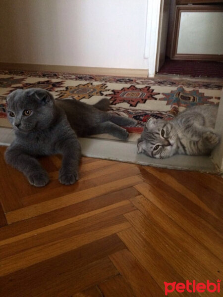 Scottish Fold, Kedi  Lena fotoğrafı