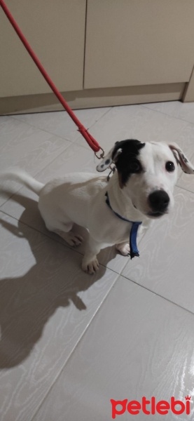 Jack Russell Terrier, Köpek  Thor fotoğrafı