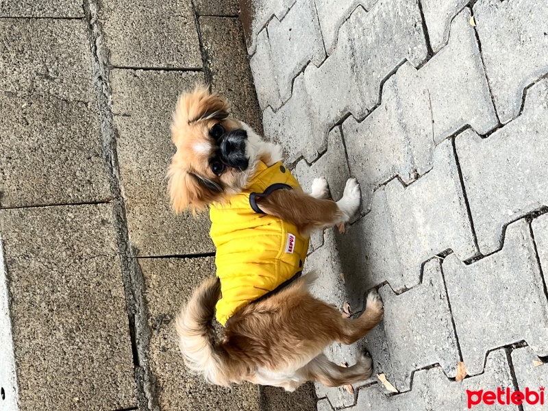 Pekingese, Köpek  Kuki fotoğrafı