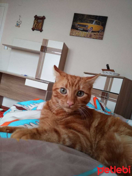 Tekir Kedi, Kedi  Bekir fotoğrafı