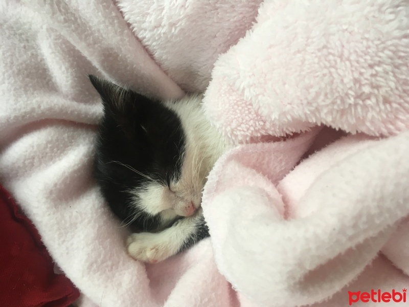 Tekir Kedi, Kedi  Zeytin fotoğrafı