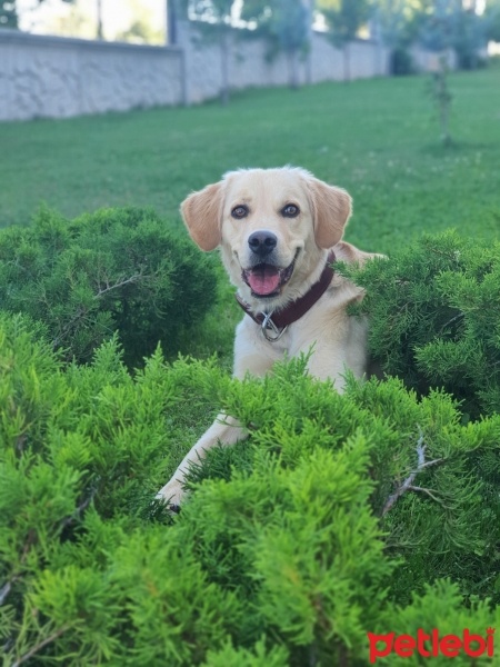 Golden Retriever, Köpek  Şans fotoğrafı