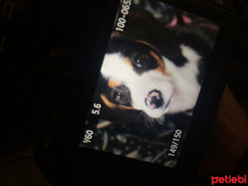 Pointer, Köpek  Lina fotoğrafı