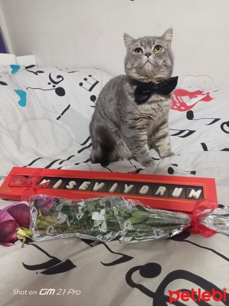 British Shorthair, Kedi  Duman fotoğrafı