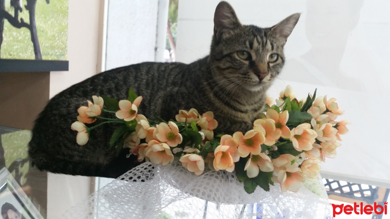 Tekir Kedi, Kedi  Tekir fotoğrafı