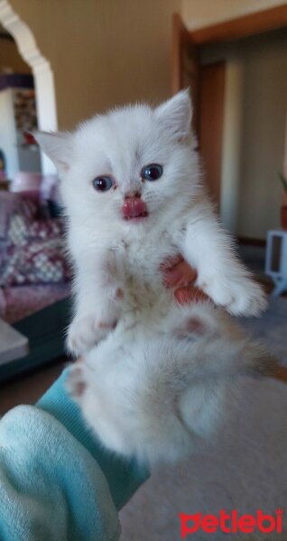 British Shorthair, Kedi  Lina fotoğrafı