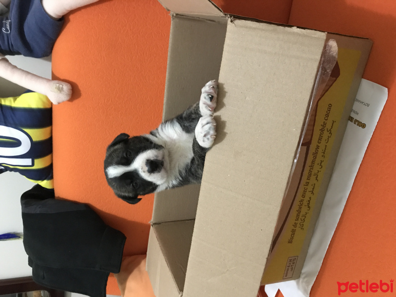 Dogo Arjantin, Köpek  Lucsky fotoğrafı