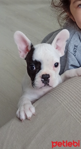 Fransız Bulldog, Köpek  Sirius fotoğrafı