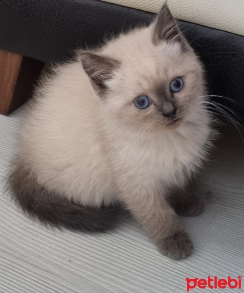British Shorthair, Kedi  Bulut fotoğrafı