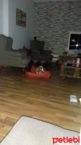Cavalier King Charles Spanieli, Köpek  timo fotoğrafı