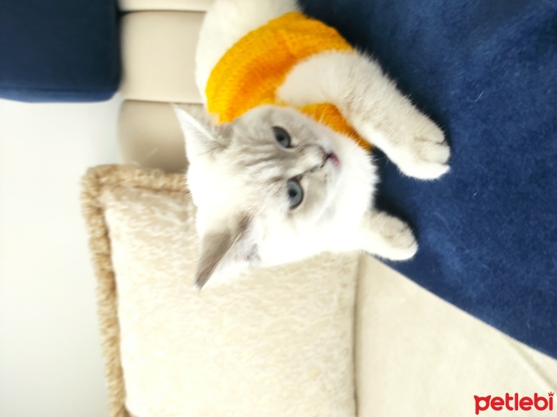 British Shorthair, Kedi  Pamuk fotoğrafı