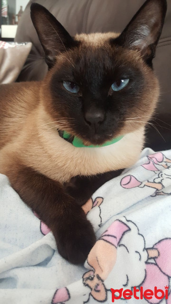 Siyam Kedisi, Kedi  maça fotoğrafı