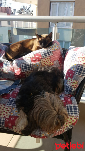 Siyam Kedisi, Kedi  maça fotoğrafı
