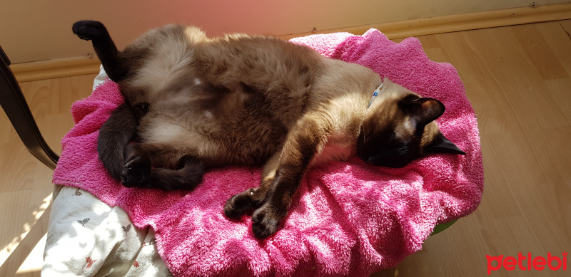 Siyam Kedisi, Kedi  maça fotoğrafı