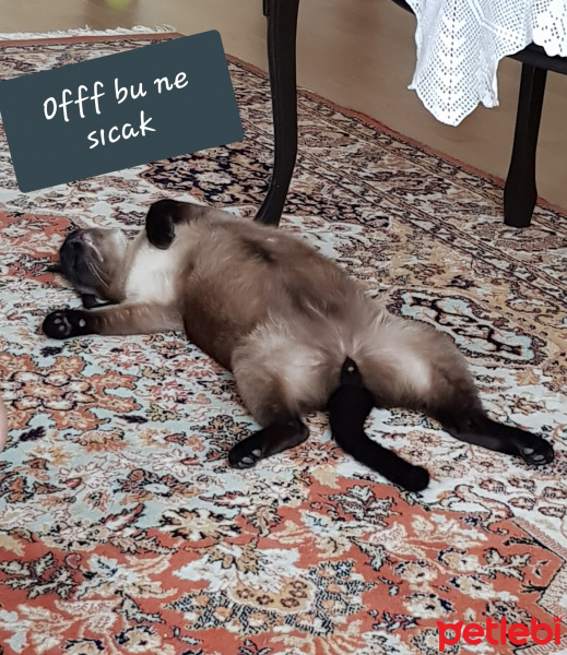 Siyam Kedisi, Kedi  maça fotoğrafı