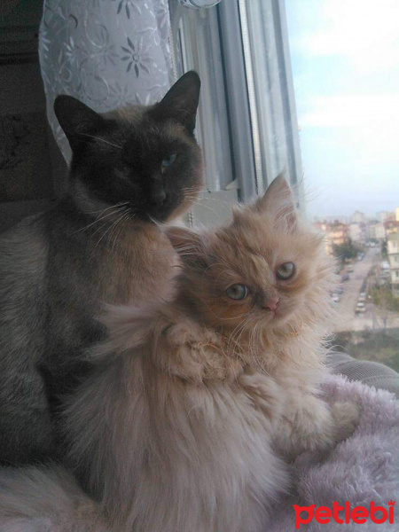 Siyam Kedisi, Kedi  maça fotoğrafı