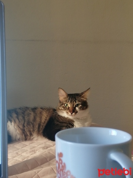 Tekir Kedi, Kedi  Sherlock fotoğrafı