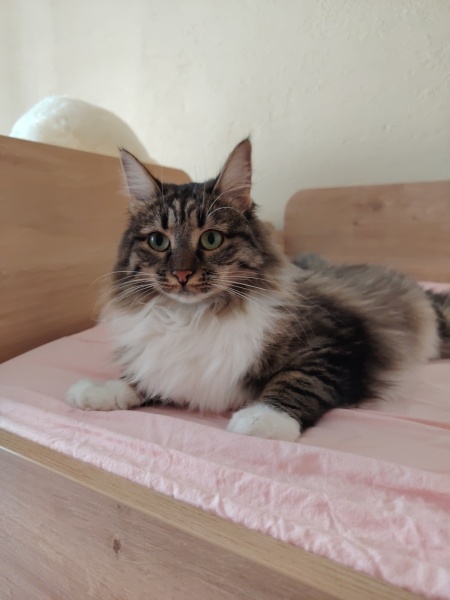 Tekir Kedi, Kedi  Sherlock fotoğrafı