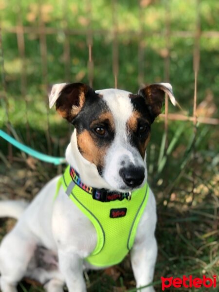 Jack Russell Terrier, Köpek  Pablo fotoğrafı