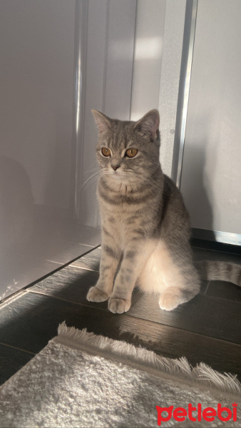 British Shorthair, Kedi  Bal fotoğrafı