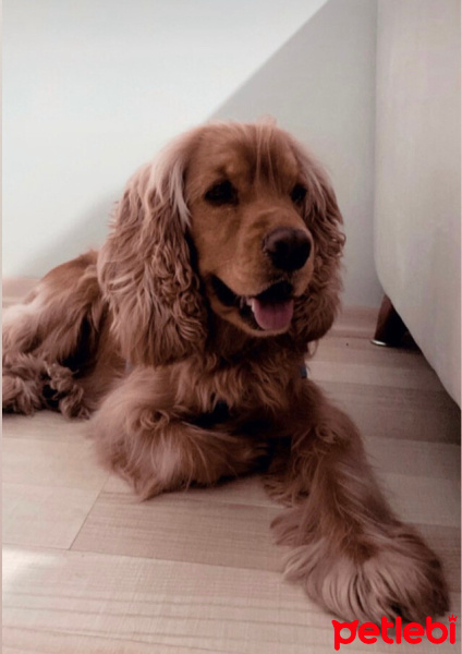 Amerikan Cocker Spaniel, Köpek  Ares fotoğrafı