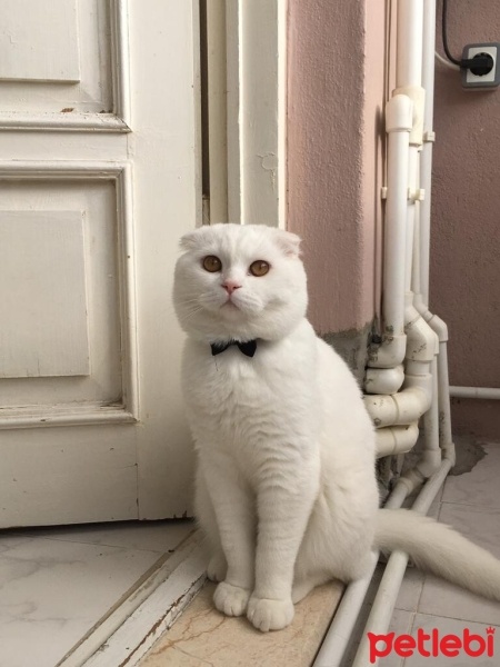 Scottish Fold, Kedi  Leo fotoğrafı