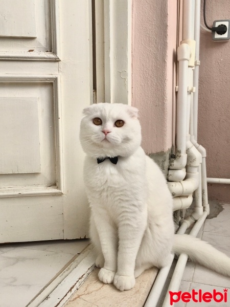 Scottish Fold, Kedi  Leo fotoğrafı
