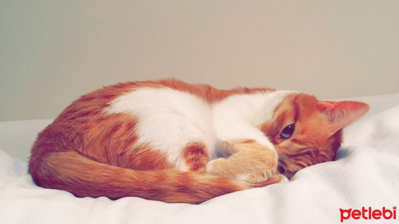 Tekir Kedi, Kedi  Marry  fotoğrafı