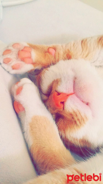 Tekir Kedi, Kedi  Marry  fotoğrafı