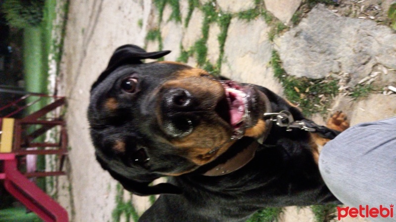 Rottweiler, Köpek  MAÇA fotoğrafı