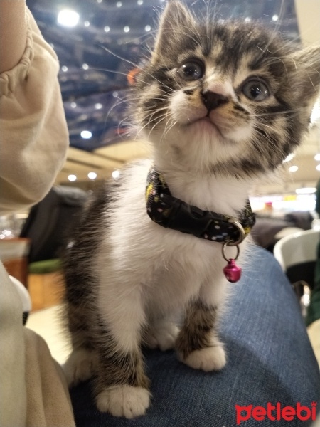 Tekir Kedi, Kedi  Bala fotoğrafı