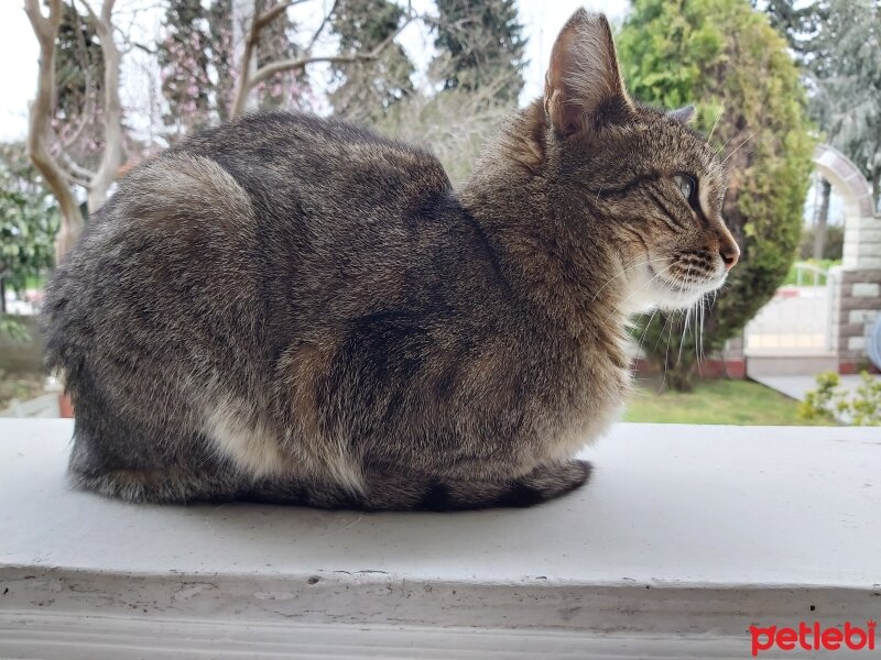 Tekir Kedi, Kedi  Lilibeth çentik fotoğrafı