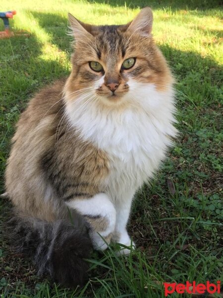 Sibirya Kedisi, Kedi  Oralet fotoğrafı