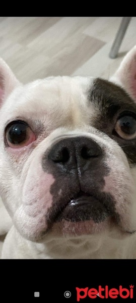 Fransız Bulldog, Köpek  Mike fotoğrafı