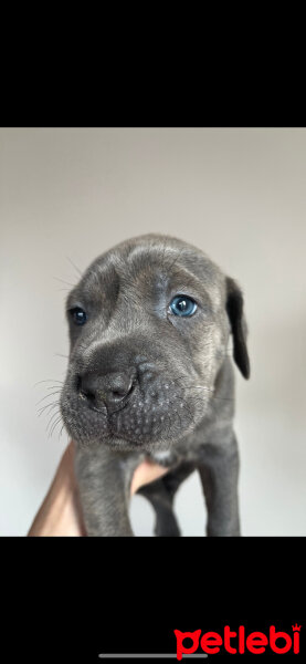 Cane Corso Italiano, Köpek  Pablo fotoğrafı