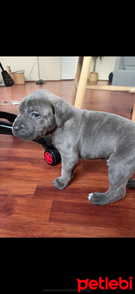 Cane Corso Italiano, Köpek  Pablo fotoğrafı