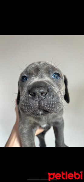 Cane Corso Italiano, Köpek  Pablo fotoğrafı