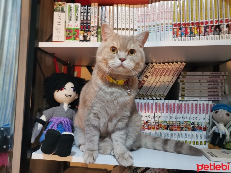 British Shorthair, Kedi  Sushi fotoğrafı