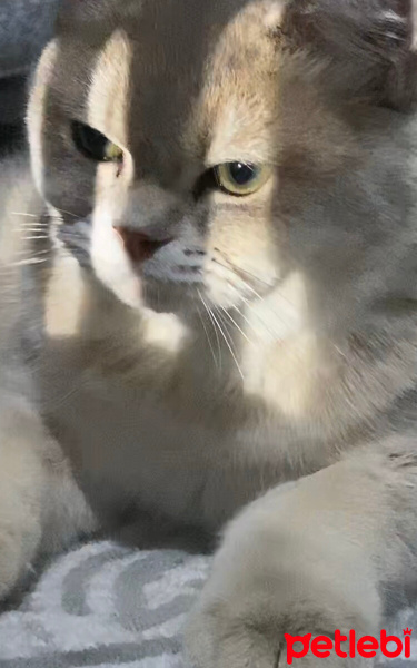 British Shorthair, Kedi  Lucky fotoğrafı